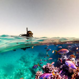 Marsa Alam - nurkowanie na dziko - image 4