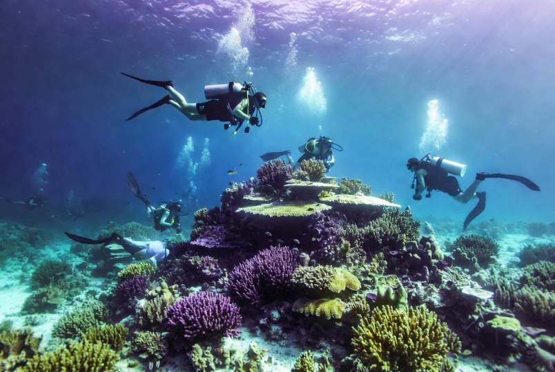 Delphinus - nurkowanie jest piękne ! - image 3